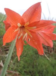 Orange Hippeastrum Rutilum Blumensamen zur Aussaat – Wildblume Mischung – Traditionssorte & ohne Gentechnik Samen Hausgarten