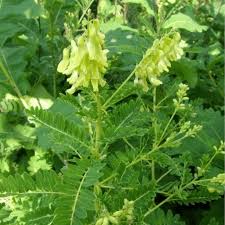 hell Grün Astragalus Blumensamen zur Aussaat – farbenfroh Schau – Traditionssorte & ohne Gentechnik Samen Hausgarten