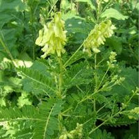 hell Grün Astragalus Blumensamen zur Aussaat – farbenfroh Schau – Traditionssorte & ohne Gentechnik Samen Hausgarten