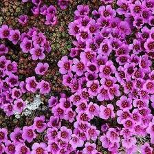 Lila Saxifraga Arendsii Blumensamen zur Aussaat – kompakt Wuchs – Traditionssorte & ohne Gentechnik Samen Hausgarten