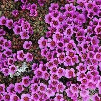 Lila Saxifraga Arendsii Blumensamen zur Aussaat – kompakt Wuchs – Traditionssorte & ohne Gentechnik Samen Hausgarten