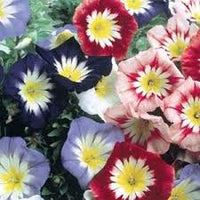 Gemischt Convolvulus Blumensamen zur Aussaat – farbenfroh Schau – Traditionssorte & ohne Gentechnik Samen Hausgarten