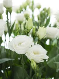 Lisianthus Blumensamen zur Aussaat – Weiß blühend Einjährige für wunderschöne Gärten