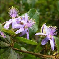 Grewia Blumensamen zur Aussaat – leuchtend Blüten – Traditionssorte & ohne Gentechnik Samen Hausgarten