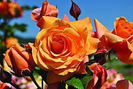 Orange Weiß Rose Blumensamen zur Aussaat lang Blüte Saison Traditionssorte & ohne Gentechnik Samen Hausgarten