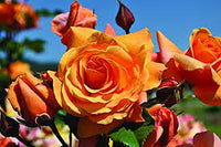 Orange Weiß Rose Blumensamen zur Aussaat lang Blüte Saison Traditionssorte & ohne Gentechnik Samen Hausgarten