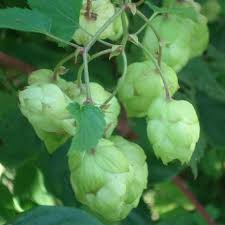 hell Grün Humulus Lupulus Blumensamen zur Aussaat – lang Blüte Saison – Traditionssorte & ohne Gentechnik Samen Hausgarten