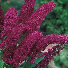 Kastanienrot Sommerflieder Blumensamen zur Aussaat – kompakt Wuchs – Traditionssorte & ohne Gentechnik Samen Hausgarten