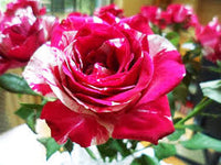 Rosa Dragon Rose Blumensamen zur Aussaat – lang Blüte Saison – Traditionssorte & ohne Gentechnik Samen Hausgarten