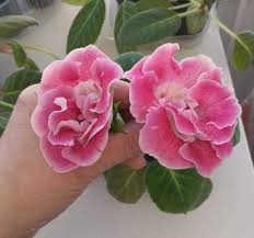 hell Rosa Gloxinie Blumensamen zur Aussaat – pflegeleicht – Traditionssorte & ohne Gentechnik Samen Hausgarten
