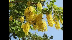 Golden Koelreuteria Blumensamen zur Aussaat – Bestäuber freundlich – Traditionssorte & ohne Gentechnik Samen Hausgarten