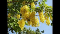 Golden Koelreuteria Blumensamen zur Aussaat – Bestäuber freundlich – Traditionssorte & ohne Gentechnik Samen Hausgarten