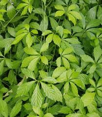 Gynostemma Pentaphyllum Blumensamen zur Aussaat – saisonal Dauerblüher – Traditionssorte & ohne Gentechnik Samen Hausgarten