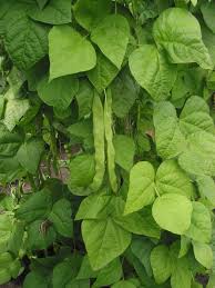 Bean Phaseolus spp Gemüse Samen zum Pflanzen in Garden and Gemüse Patch