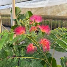 Acacia mehrjährige Blumensamen – Pflanze ausdrucksstark Rot Blüten Garten