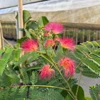 Acacia mehrjährige Blumensamen – Pflanze ausdrucksstark Rot Blüten Garten