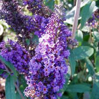 Empire Blau Buddleja Alternifolia Blumensamen zur Aussaat – Halbschatten verträglich – Traditionssorte & ohne Gentechnik Samen Hausgarten