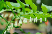 Weiß Solomons Blumensamen zur Aussaat – Landhaus Garten wichtig – Traditionssorte & ohne Gentechnik Samen Hausgarten