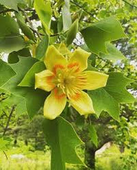 Tulpenbaum Blumensamen zur Aussaat – sonnenliebend – Traditionssorte & ohne Gentechnik Samen Hausgarten