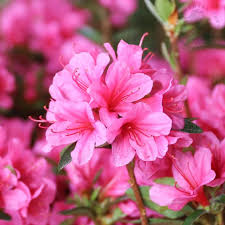 Azalee Rosa Blumensamen zur Aussaat – Garten beliebt – Traditionssorte & ohne Gentechnik Samen Hausgarten