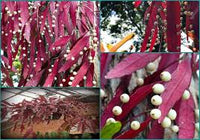 Rot Mistletoe Cactus Rhipsalis Samen – Traditionssorte ohne Gentechnik Succulent Hausgarten Aussaat