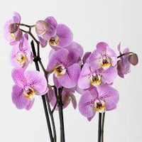 Schmetterling Orchidee Lila Blumensamen zur Aussaat – Bestäuber freundlich – Traditionssorte & ohne Gentechnik Samen Hausgarten