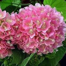 Dombeya Bourgassiae Rosa Blossom Pflanze Samen zur Aussaat