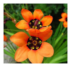 Orange Schwarz Sparaxis Blumensamen zur Aussaat – Schnitt Blume beliebt – Traditionssorte & ohne Gentechnik Samen Hausgarten