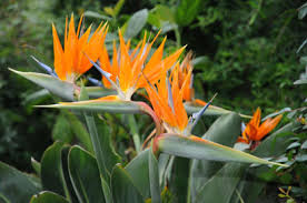 Bird Paradise Blumensamen – exotisch Garten Pflanze Frühling und Sommer Aussaat