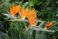 Bird Paradise Blumensamen – exotisch Garten Pflanze Frühling und Sommer Aussaat