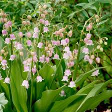 Semillas de lirio de los valles rosa Convallaria