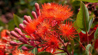 Ficifolia Blumensamen zur Aussaat – hochwertige Qualitäts- – Traditionssorte & ohne Gentechnik Samen Hausgarten