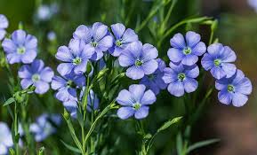 Blau Linum Blumensamen zur Aussaat – Schnitt Blume beliebt – Traditionssorte & ohne Gentechnik Samen Hausgarten