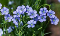 Blau Linum Blumensamen zur Aussaat – Schnitt Blume beliebt – Traditionssorte & ohne Gentechnik Samen Hausgarten