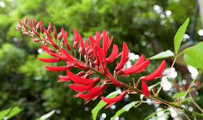 Weiß Erythrina Crista Galli Blumensamen zur Aussaat – Schnitt Blume beliebt – Traditionssorte & ohne Gentechnik Samen Hausgarten
