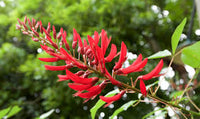 Weiß Erythrina Crista Galli Blumensamen zur Aussaat – Schnitt Blume beliebt – Traditionssorte & ohne Gentechnik Samen Hausgarten