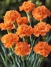 Orange Sauerklee Versicolor Blumensamen zur Aussaat – hochwertige Qualitäts- – Traditionssorte & ohne Gentechnik Samen Hausgarten