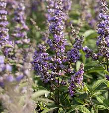 Lila Vitex Angus Castus Blumensamen zur Aussaat – Drought verträglich – Traditionssorte & ohne Gentechnik Samen Hausgarten