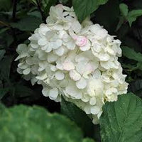 Weiß Vanilla Fraise Blumensamen zur Aussaat – Landhaus Garten wichtig – Traditionssorte & ohne Gentechnik Samen Hausgarten