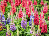 Lupine Gemischt Blumensamen zur Aussaat – ideal Rabatten – Traditionssorte & ohne Gentechnik Samen Hausgarten