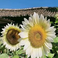 Sonnenblume Weiß Blumensamen zur Aussaat – lang Blüte Saison – Traditionssorte & ohne Gentechnik Samen Hausgarten