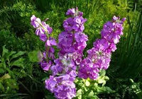 Lila & WhiteMatthiola Incana Blumensamen zur Aussaat – sonnenliebend – Traditionssorte & ohne Gentechnik Samen Hausgarten
