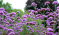 Lila Eisenkraut Tenuisecta Blumensamen zur Aussaat – Drought verträglich – Traditionssorte & ohne Gentechnik Samen Hausgarten
