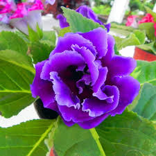 Gloxinie Blau Weiß Blumensamen zur Aussaat – hochwertige Qualitäts- – Traditionssorte & ohne Gentechnik Samen Hausgarten