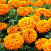 Afrikanische Studentenblume Samen Tagetes