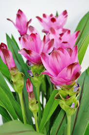 Rosa Curcuma Blumensamen zur Aussaat – farbenfroh Schau – Traditionssorte & ohne Gentechnik Samen Hausgarten