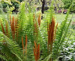 Cinnamon Fern Spores Blumensamen zur Aussaat – saisonal Dauerblüher – Traditionssorte & ohne Gentechnik Samen Hausgarten
