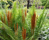 Cinnamon Fern Spores Blumensamen zur Aussaat – saisonal Dauerblüher – Traditionssorte & ohne Gentechnik Samen Hausgarten