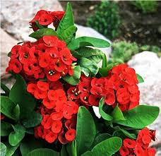 tief Rot Euphorbia Milii Blumensamen zur Aussaat – Bestäuber freundlich – Traditionssorte & ohne Gentechnik Samen Hausgarten