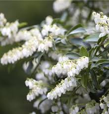 Pieris Japonica Blumensamen zur Aussaat – Halbschatten verträglich – Traditionssorte & ohne Gentechnik Samen Hausgarten